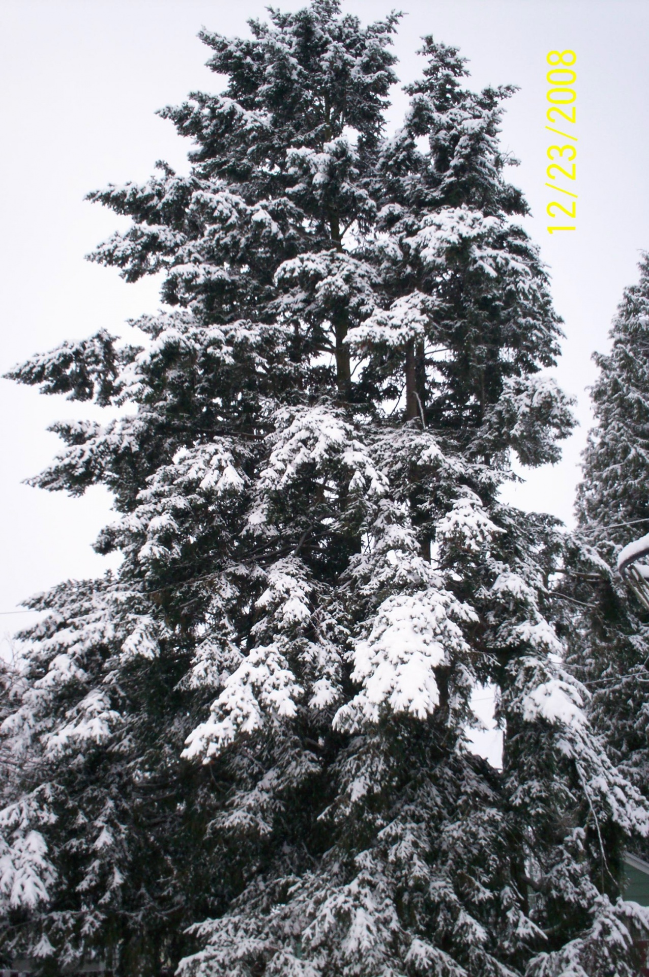 Sniegas,  Medžiai,  Kraštovaizdis,  Snieguotos Medžiai, Nemokamos Nuotraukos,  Nemokama Licenzija