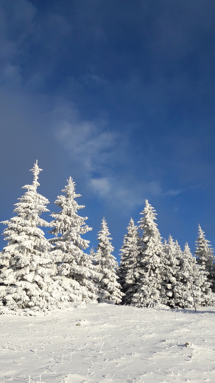 Snieguotos Medžiai, Žiemos Pramogos, Grožio, Žiema, Debesys, Sniegas, Fatra, Balnas, Medžiai, Apledėjimas