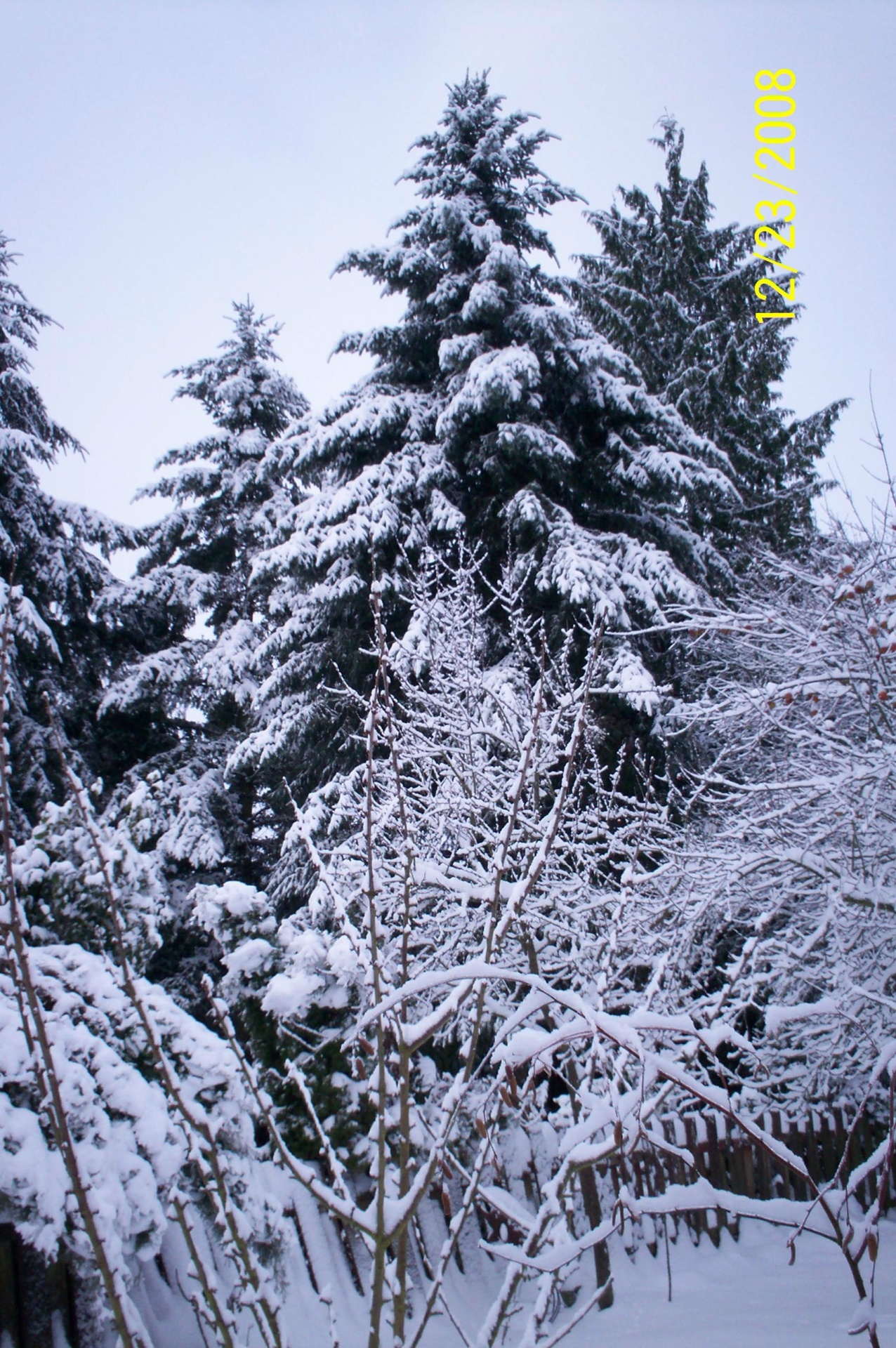 Sniegas,  Medžiai,  Kraštovaizdis,  Snieguotos Medžiai Ii, Nemokamos Nuotraukos,  Nemokama Licenzija