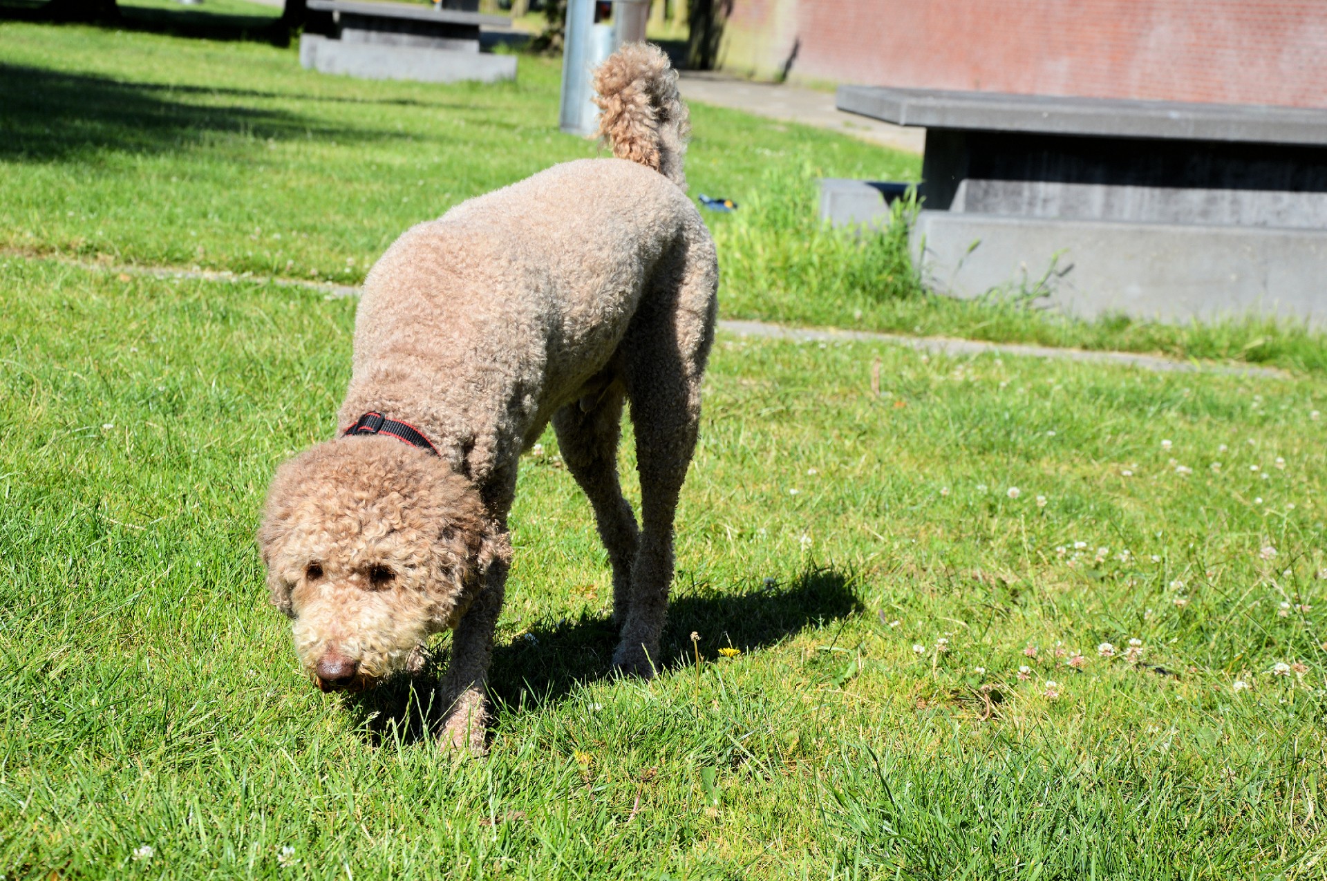 Šuo,  Gyvūnas,  Naminis Gyvūnėlis,  Vaikščioti,  Žaisti,  Sniffing,  Šoks, Nemokamos Nuotraukos,  Nemokama Licenzija