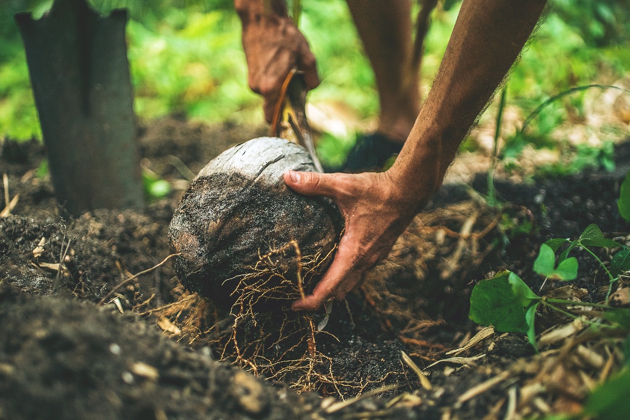 Dirvožemis, Žemė, Aplinka, Gamta, Kokoso, Augalai, Šaknys, Lauke, Žmonės, Nemokamos Nuotraukos