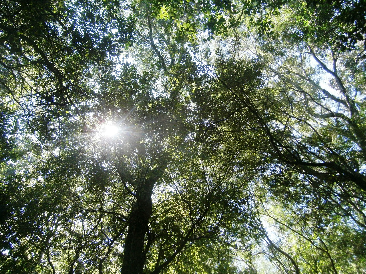 Sol, Gamta, Žalias, Kraštovaizdis, Dangus, Popietė, Diena, Filialas, Nemokamos Nuotraukos,  Nemokama Licenzija