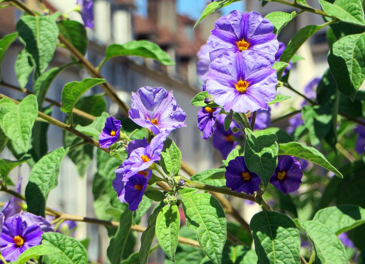 Solanum, Solanum Rantonnetii, Palikuonys, Violetinė, Nightshade Rantonnet, Purpurinė Gėlė, Žydėjimas, Žiedlapiai, Purpurinės Gėlės, Spalva