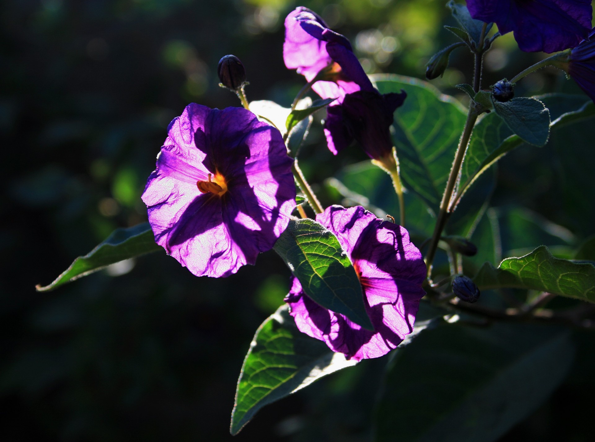 Gėlė,  Violetinė,  Saulės Šviesa,  Solanum Gėlė, Nemokamos Nuotraukos,  Nemokama Licenzija