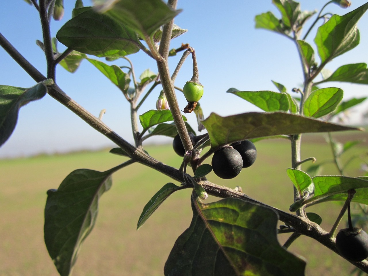 Solanum Nigrum,  Europinis Juodas Palikuonis,  Juoda Nightshade,  Smulkių Vaismedžių Juodųjų Palikuonių,  Popolo,  Dusku,  Sodo Palikuonys,  Skalūno Uogos,  Maža Dumblininkė,  Įdomu Uoga