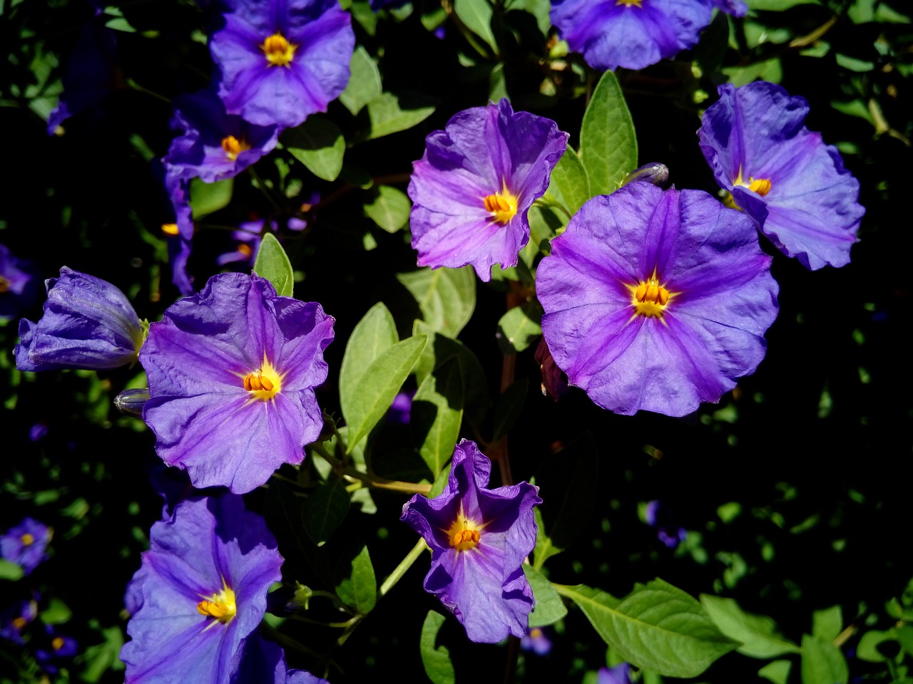 Solanum Rantonnetii, Gėlės, Augalas, Gėlė, Pavasaris, Gamta, Sodas, Žalias, Botanika, Žydėti