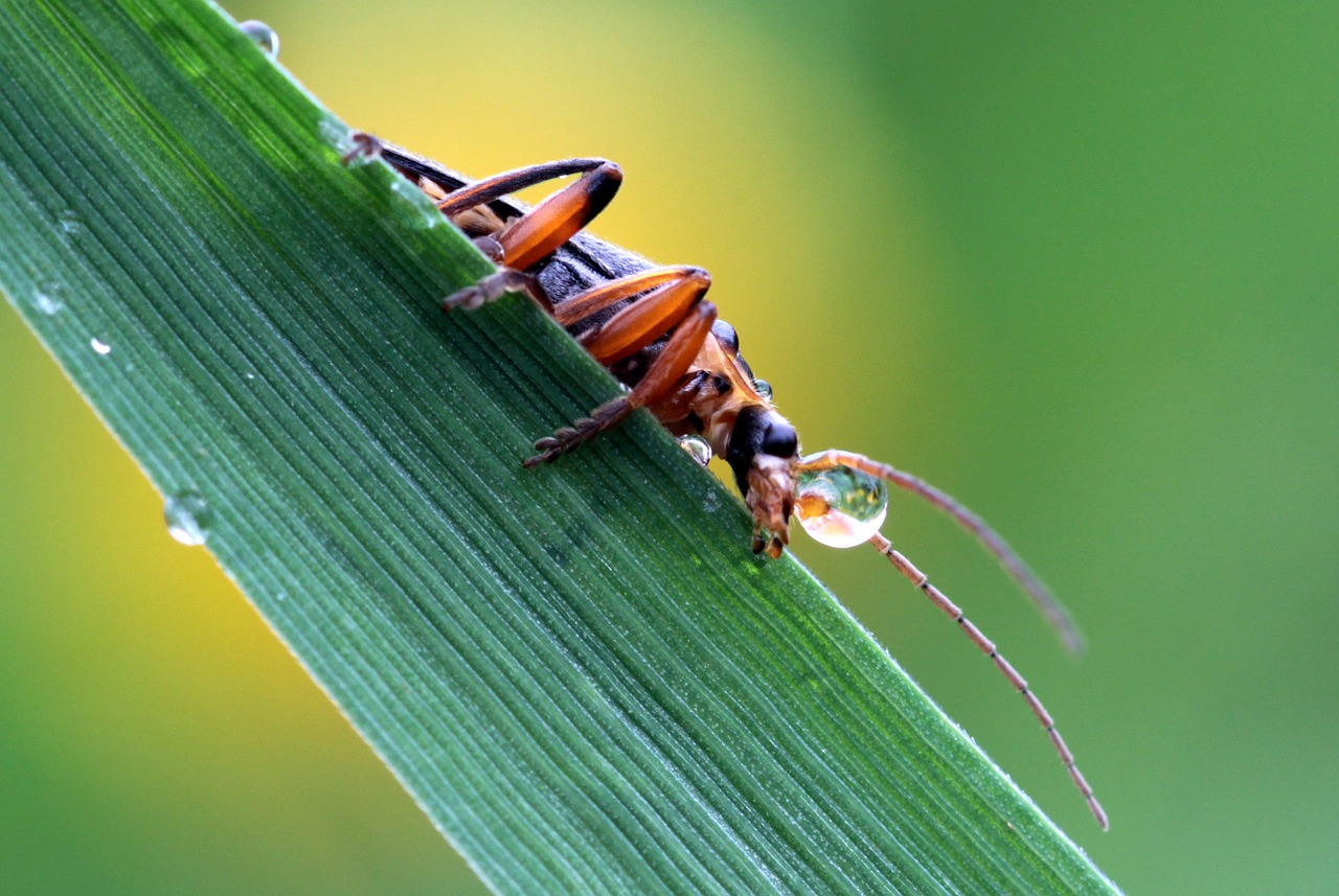 Kareivių Vabalas, Cantharidae, Pusė, Sėdi Ant Lapo, Zondas, Lašelinė, Troškulys, Vabzdys, Vabalas, Gamta