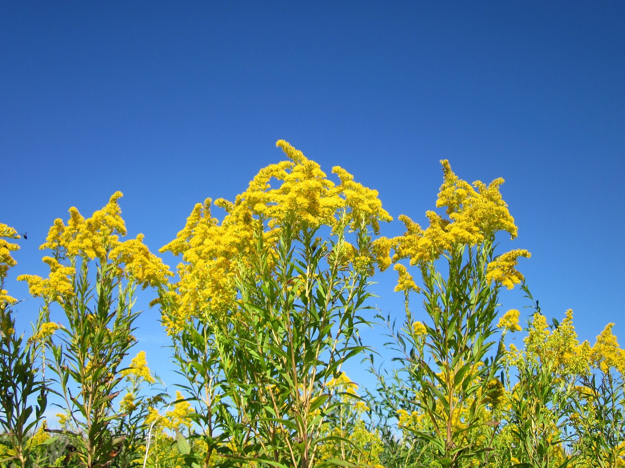 Solidago Canadensis,  Goldenrod,  Gėlė,  Flora,  Augalas,  Invazinis,  Piktžolių,  Geltona,  Žydi,  Žiedas