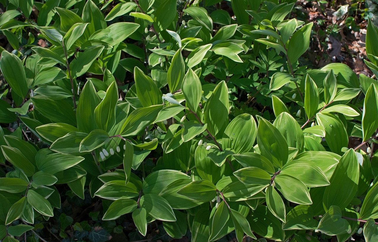 Solomon Plomba,  Wildflower,  Gėlė,  Pavasaris,  Laukinių,  Miško Paklotė,  Augalų,  Spalvinga,  Margas,  Lapų