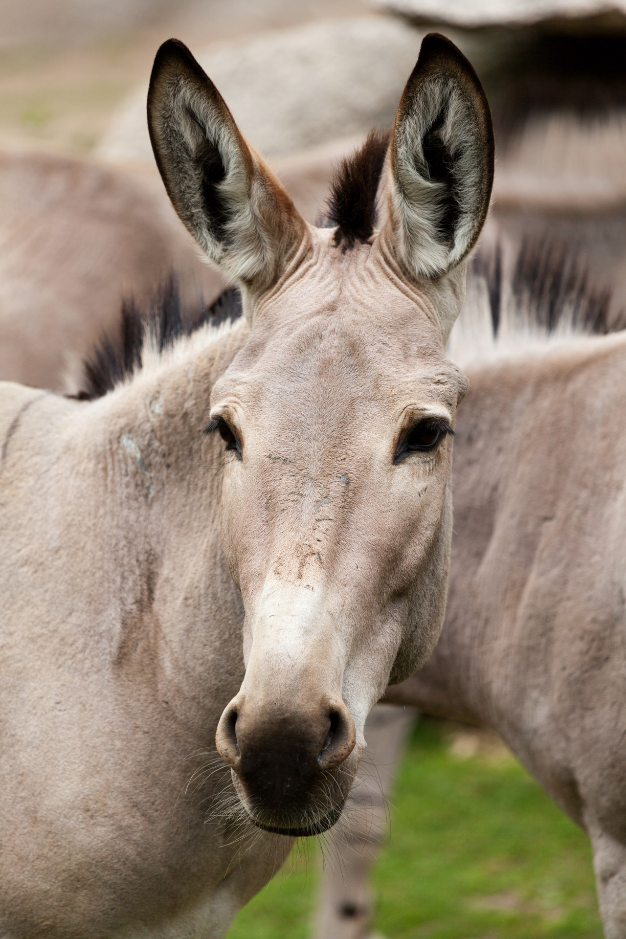 Asilas,  Žinduolis,  Fauna,  Gyvūnas,  Laukiniai,  Equus & Nbsp,  Afrikanus & Nbsp,  Somaliensis,  Galva,  Somali & Nbsp