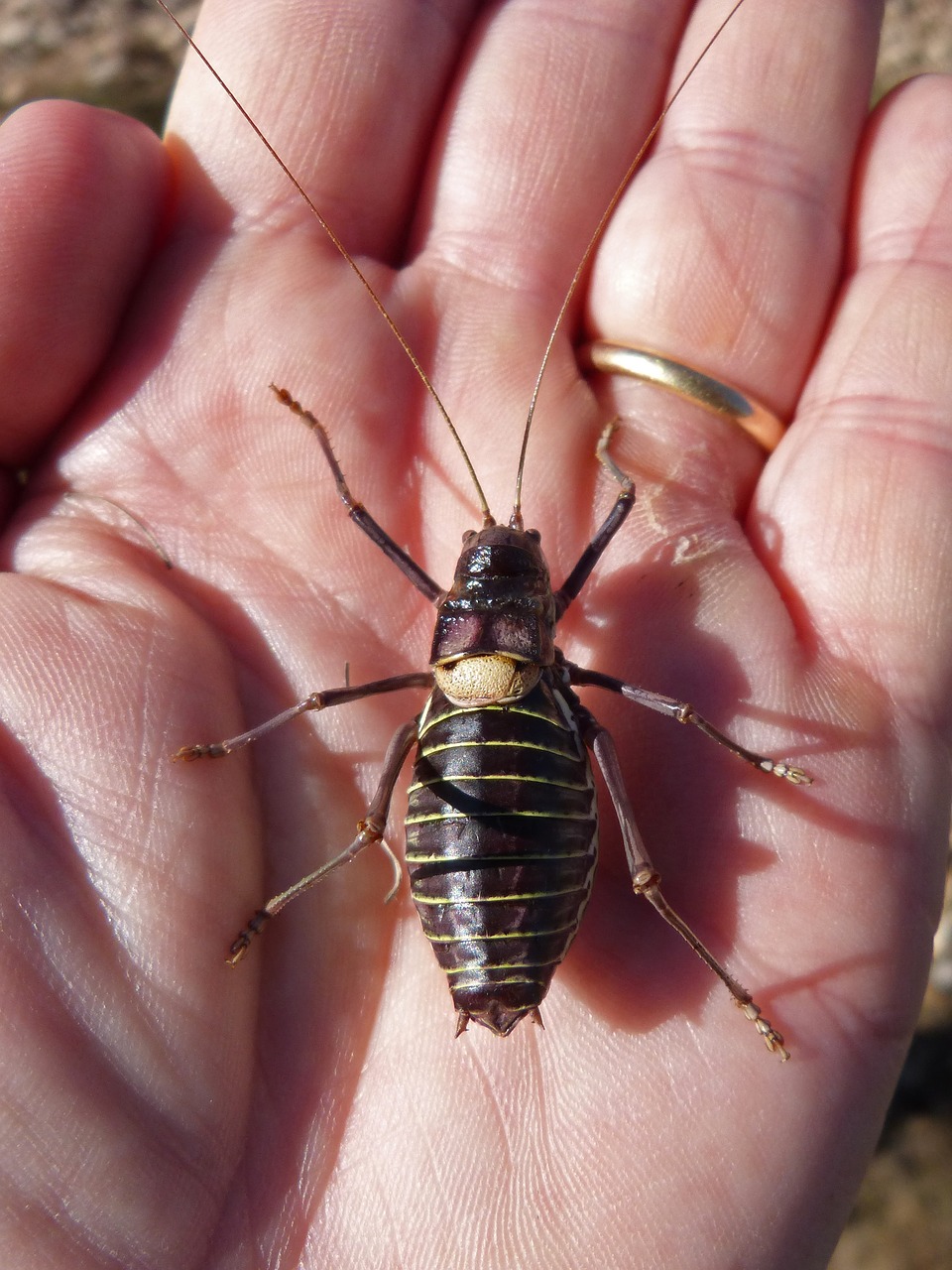 Somereta Delmontsant, Vabzdys, Endeminis, Lluciapomaresius Panteli, Kriketas, Nemokamos Nuotraukos,  Nemokama Licenzija