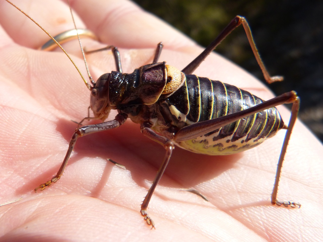 Somereta Montsant, Vabzdys, Endeminis, Lluciapomaresius Panteli, Kriketas, Somereta, Nemokamos Nuotraukos,  Nemokama Licenzija