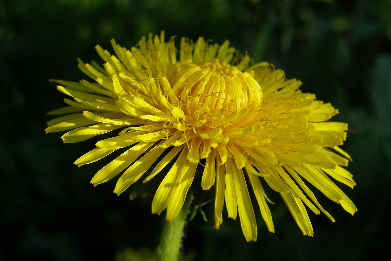 Sonchus Oleraceus, Pavasaris, Gėlė, Geltona, Kiaulpienė, Pieva, Gamta, Flora, Nemokamos Nuotraukos,  Nemokama Licenzija