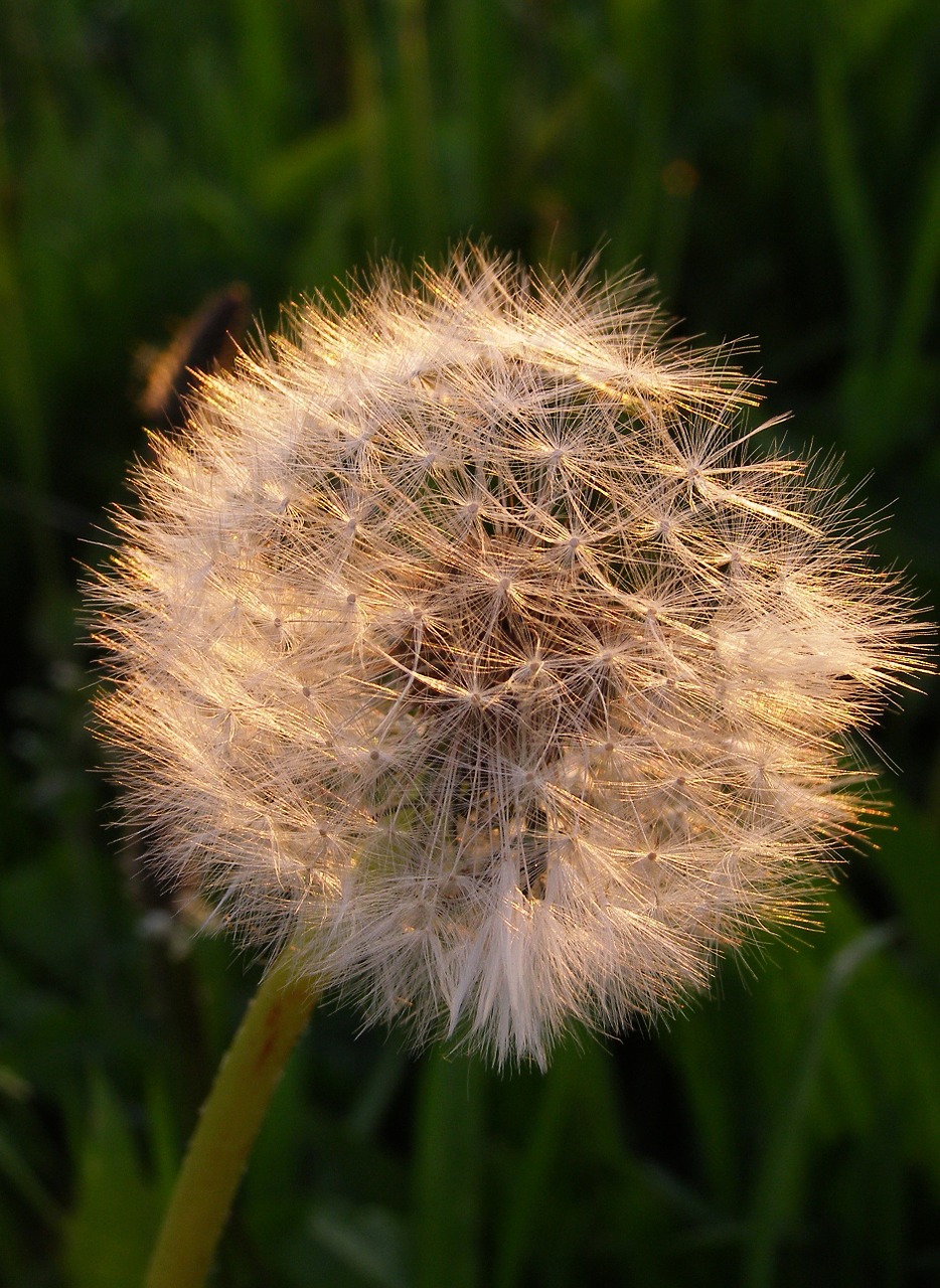 Sonchus Oleraceus, Kiaulpienė, Przekwitnięty Gėlė, Sėklos, Pieva, Laukinis Augalas, Gamta, Nemokamos Nuotraukos,  Nemokama Licenzija