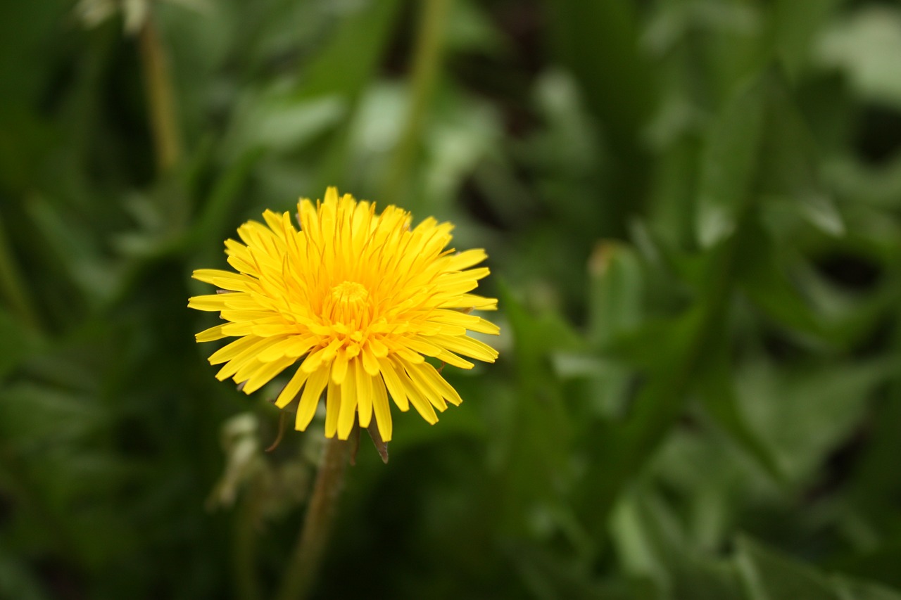 Sonchus Oleraceus, Taraxacum Officinale, Geltona, Pavasaris, Gėlė, Piktžolių, Pieva, Gamta, Žydi, Vasara