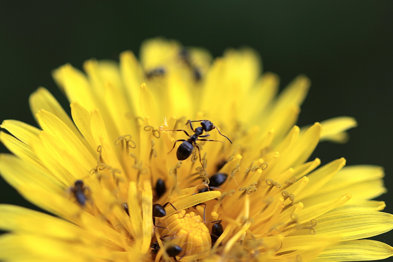 Sonchus Oleraceus, Skruzdėlės, Geltona, Gėlė, Vienuolės, Makro, Kiaulpienės Laukas, Pavasaris, Gamta, Sodas