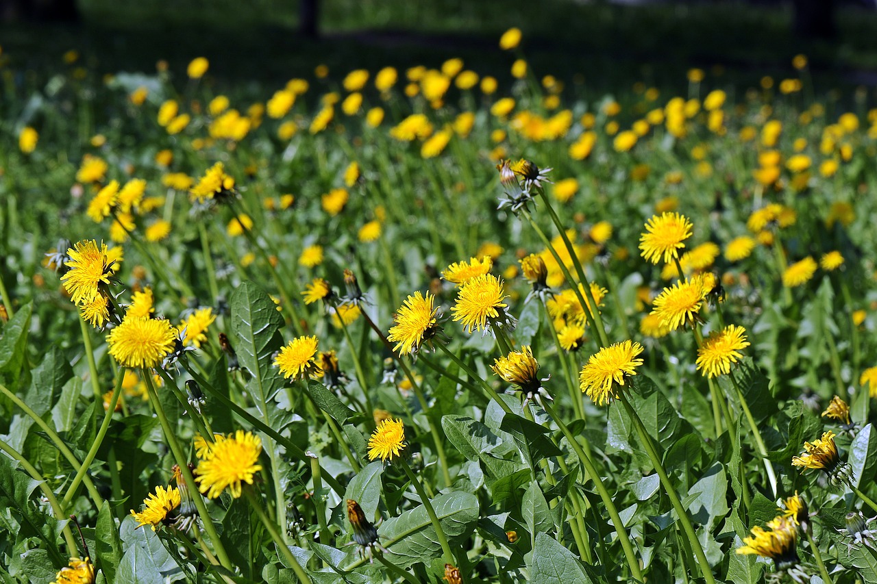 Sonchus Oleraceus, Pieva, Pavasario Pieva, Kiaulpienė, Vienuolės, Kiaulpienės Laukas, Poliana, Taraxacum Officinale, Laukinės Gėlės, Piktžolių