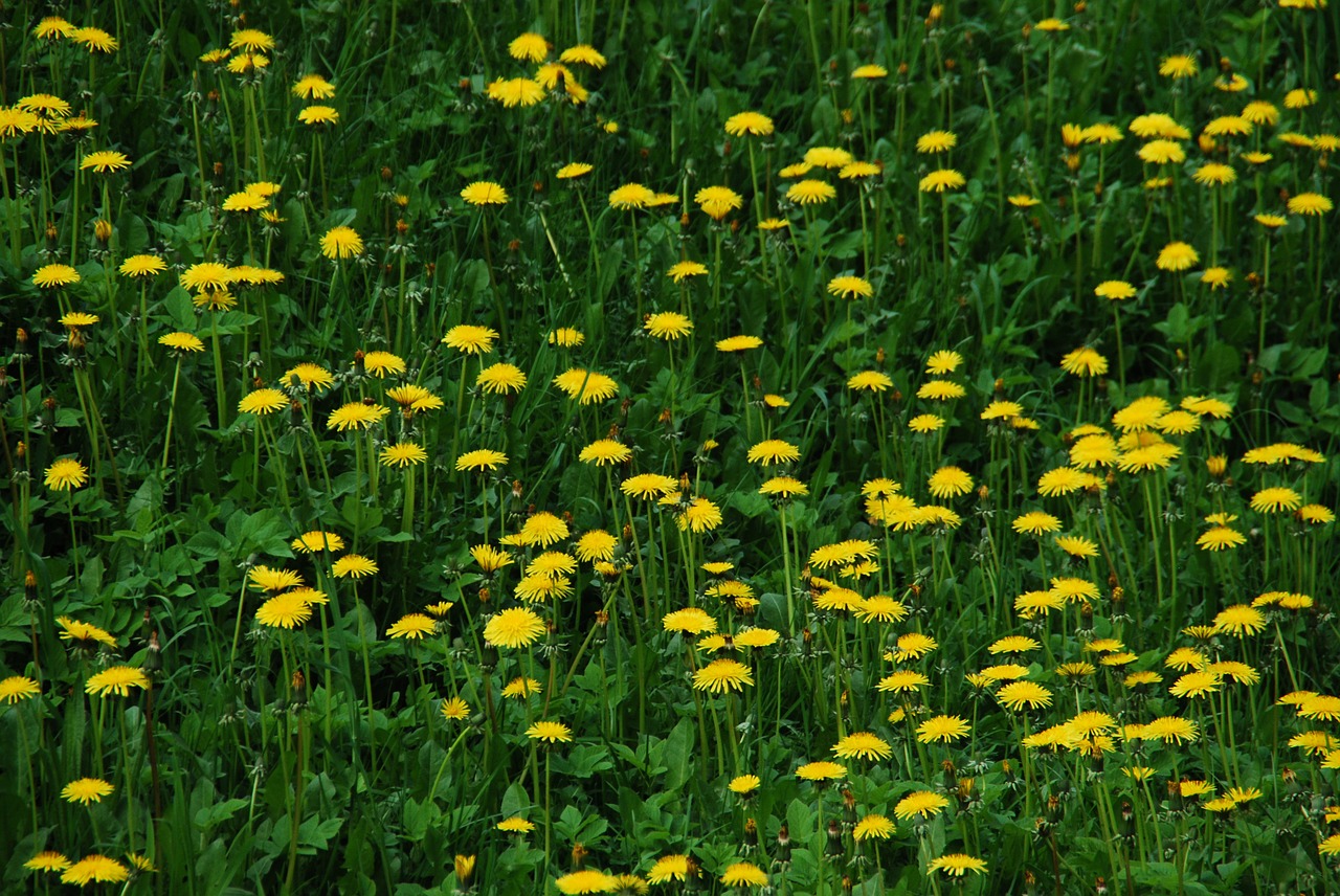 Sonchus Oleraceus, Kiaulpienė, Pieva, Pavasaris, Gėlės, Gamta, Nemokamos Nuotraukos,  Nemokama Licenzija