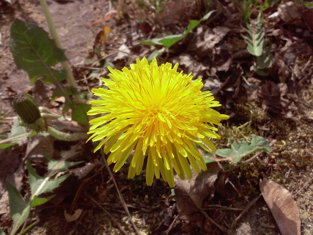 Sonchus Oleraceus, Gėlė, Pavasaris, Kiaulpienė, Nemokamos Nuotraukos,  Nemokama Licenzija