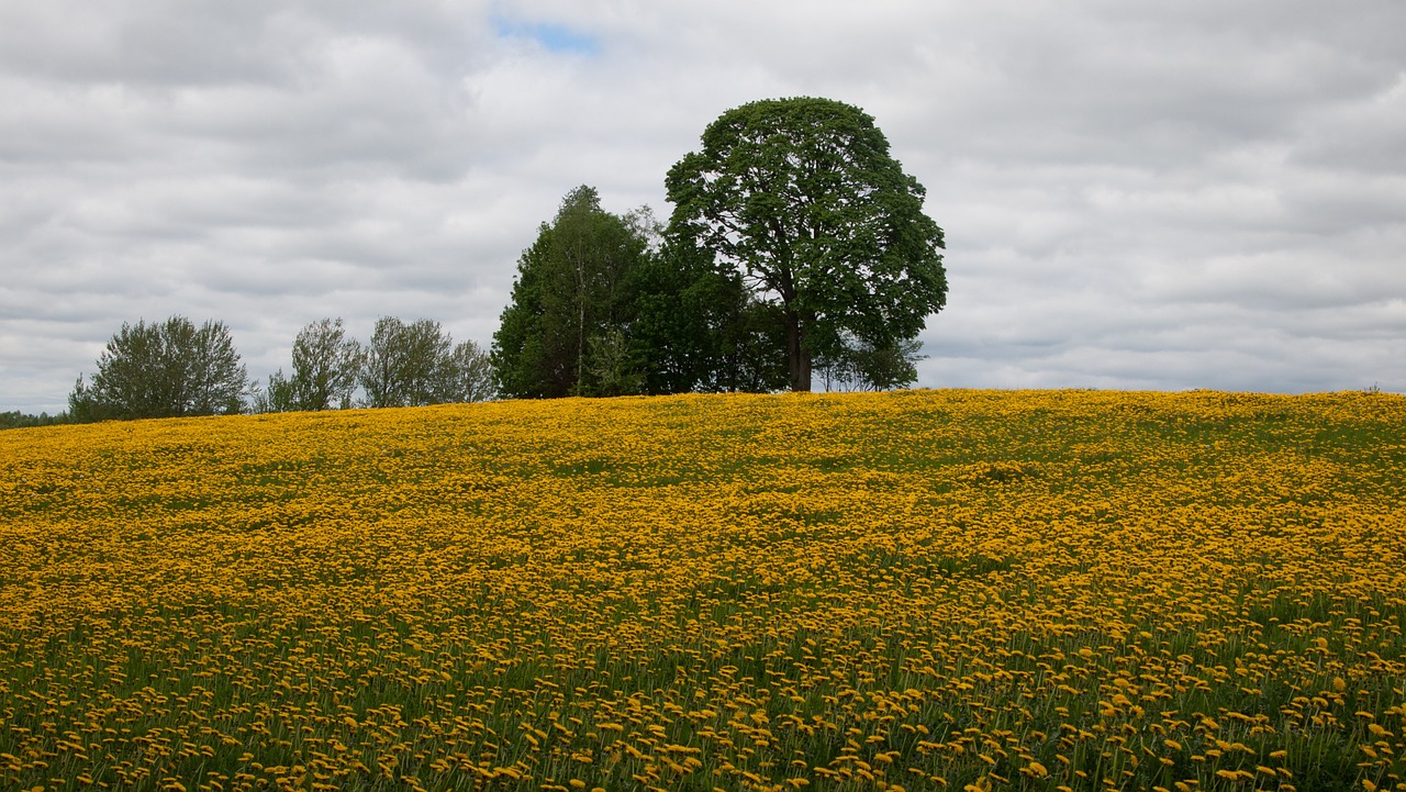 Sonchus Oleraceus, Pieva, Gėlės, Nemokamos Nuotraukos,  Nemokama Licenzija