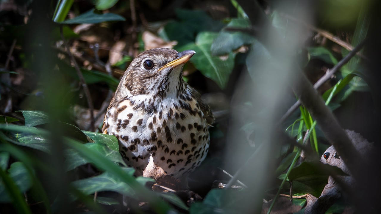 Dainos Drebulys, Pienelis, Paukštis, Sėdi, Gamta, Dainininkė, Fonas, Giesmininkas, Turdus Philomelos, Snapas