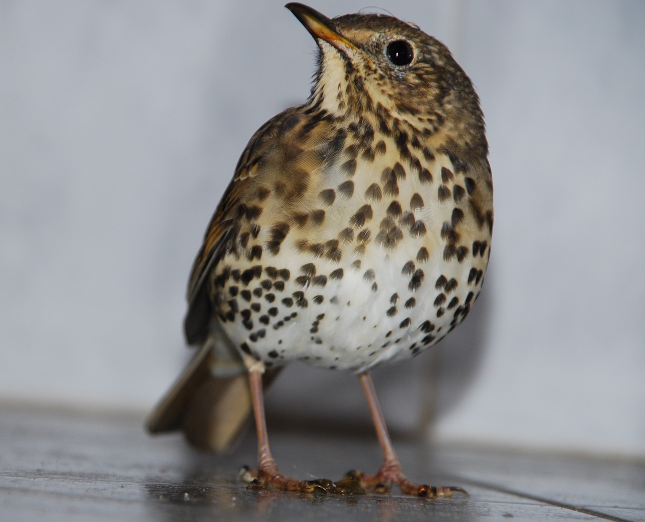 Dainos Pasitikėjimas, Turdus Philomelos, Paukštis, Profilis, Gyvūnas, Laukiniai, Europietis, Stovintis, Žiūrėti, Nemokamos Nuotraukos