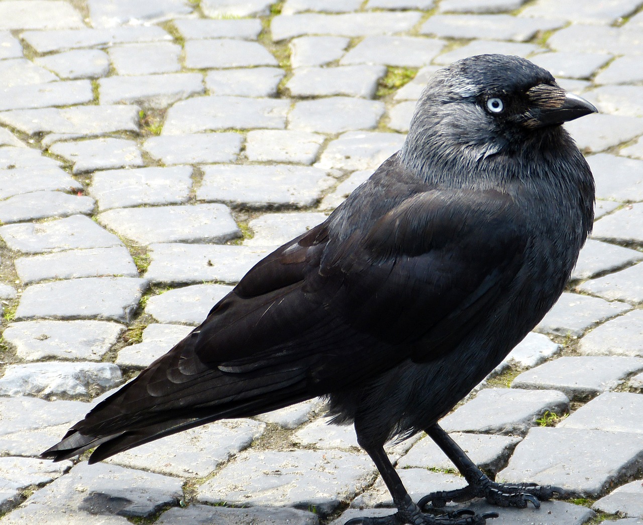 Giesmininkas, Varnas, Plumėjimas, Juoda, Laukinės Gamtos Fotografija, Nemokamos Nuotraukos,  Nemokama Licenzija