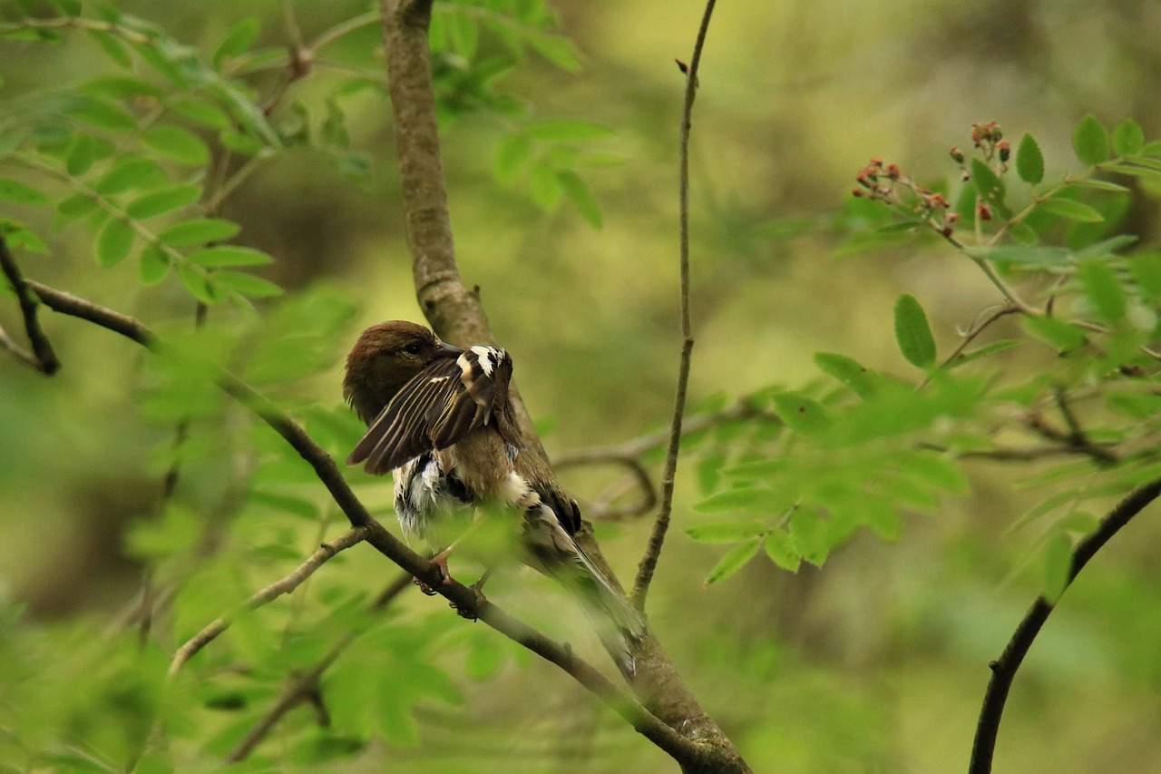 Songbird,  Paukštis,  Švarus,  Paslėpti,  Filialas,  Miškas,  Miško Paukštis,  Gyvūnijos Pasaulyje,  Plunksnos,  Sėdi