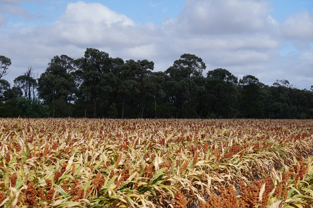 Sorgo, Milo, Ūkis, Žemdirbystė, Žolė, Grūdai, Sėkla, Kaimas, Derlius, Kraštovaizdis