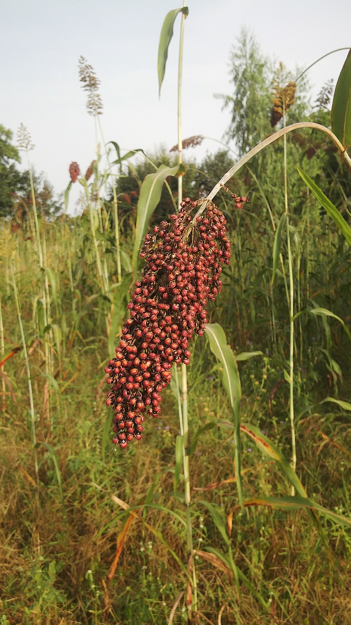 Sorgo, Pasėlių, Javai, Augalas, Sėkla, Žemės Ūkio, Grūdai, Sūris, Nemokamos Nuotraukos,  Nemokama Licenzija