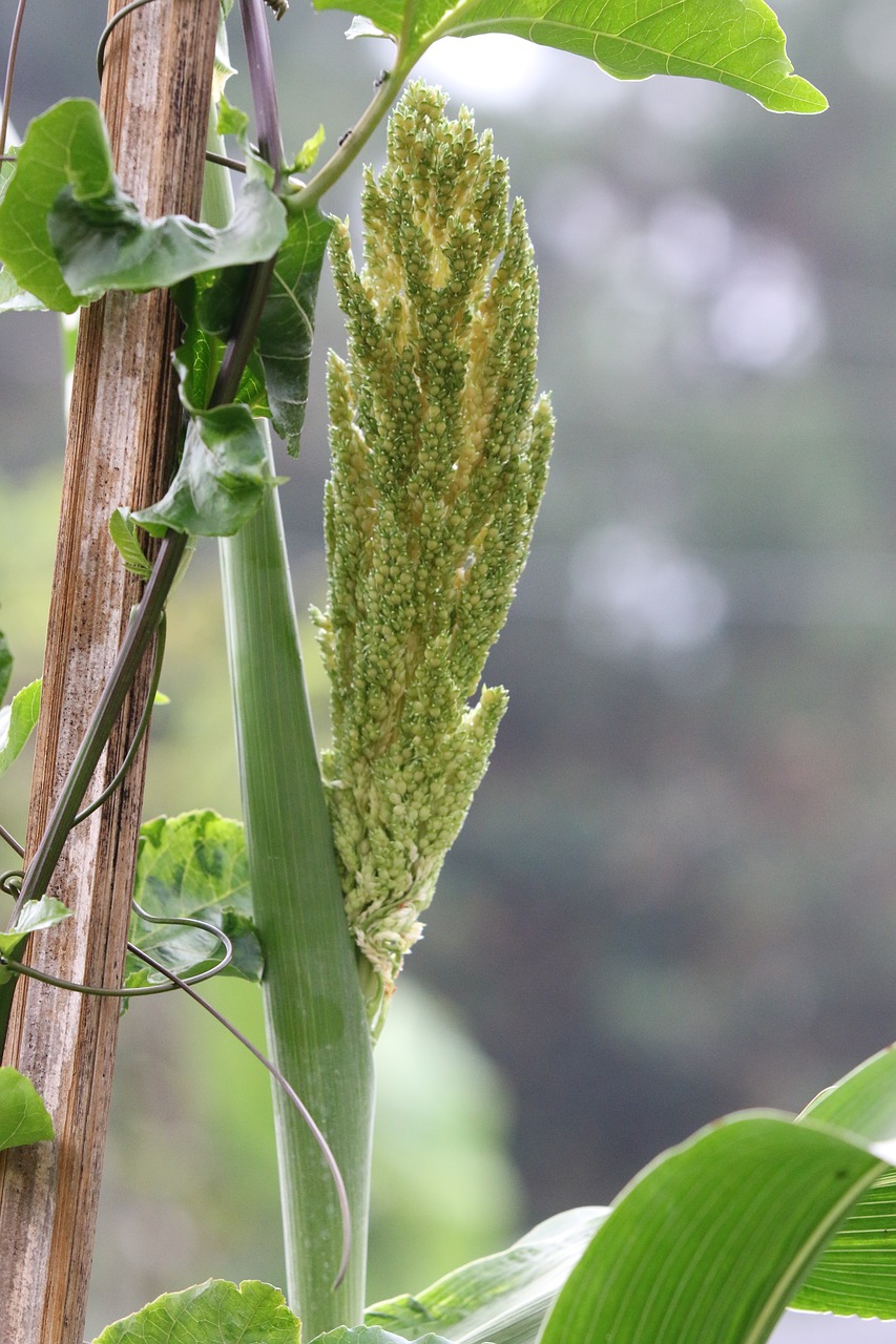 Sorgo, Žemdirbystė, Natūralus, Augalas, Maistas, Grūdai, Gamta, Plantacija, Žalias, Derliaus Nuėmimas