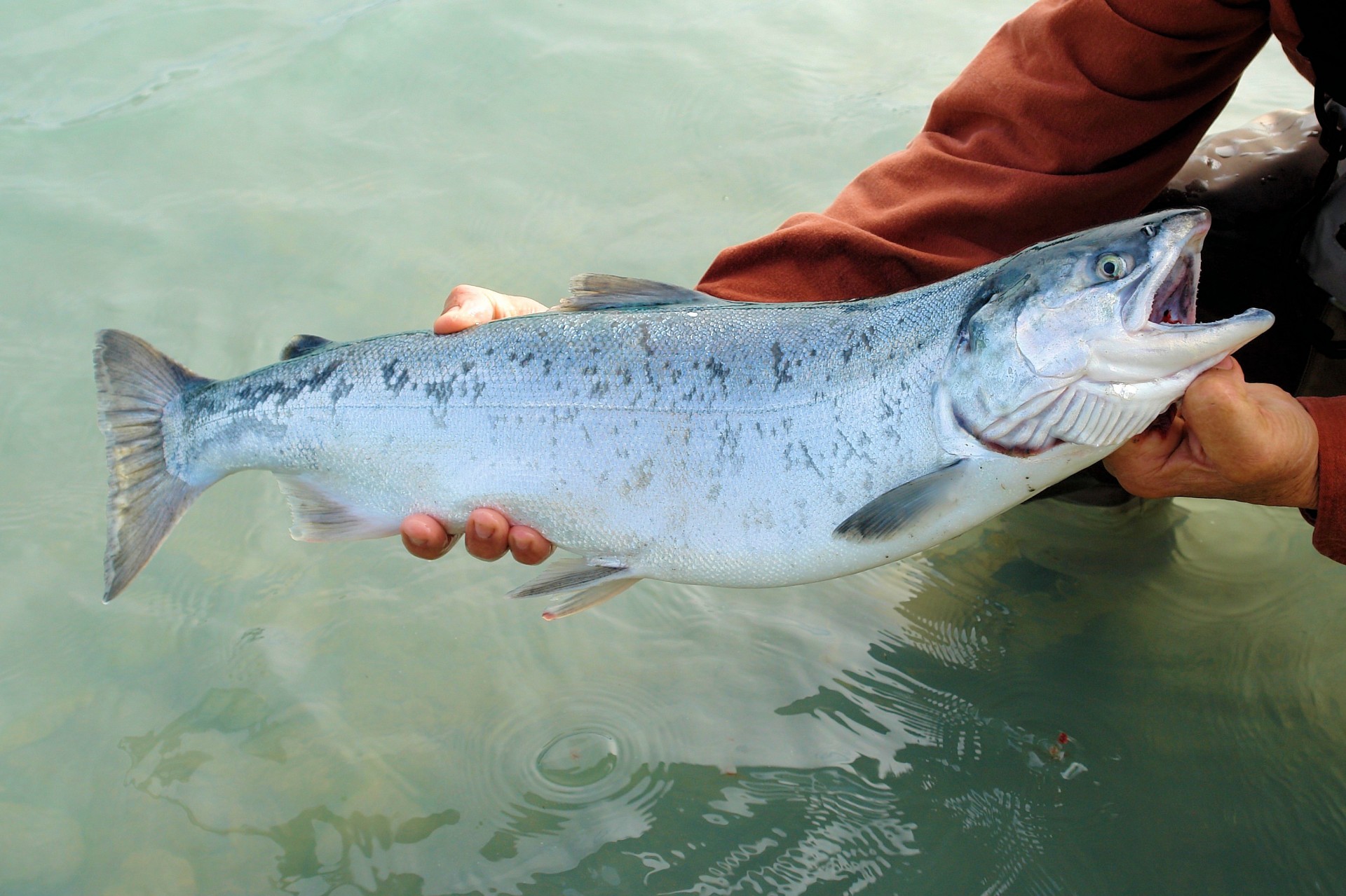 Alaska,  Lašiša,  Sockeye,  Žvejys,  Omega & Nbsp,  3,  Maistas,  Sockeye Lašiša, Nemokamos Nuotraukos,  Nemokama Licenzija