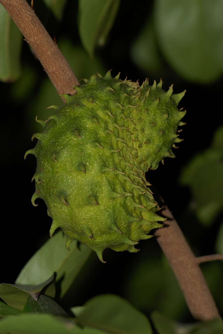 Soursop, Vaisiai, Valgomieji, Nemokamos Nuotraukos,  Nemokama Licenzija