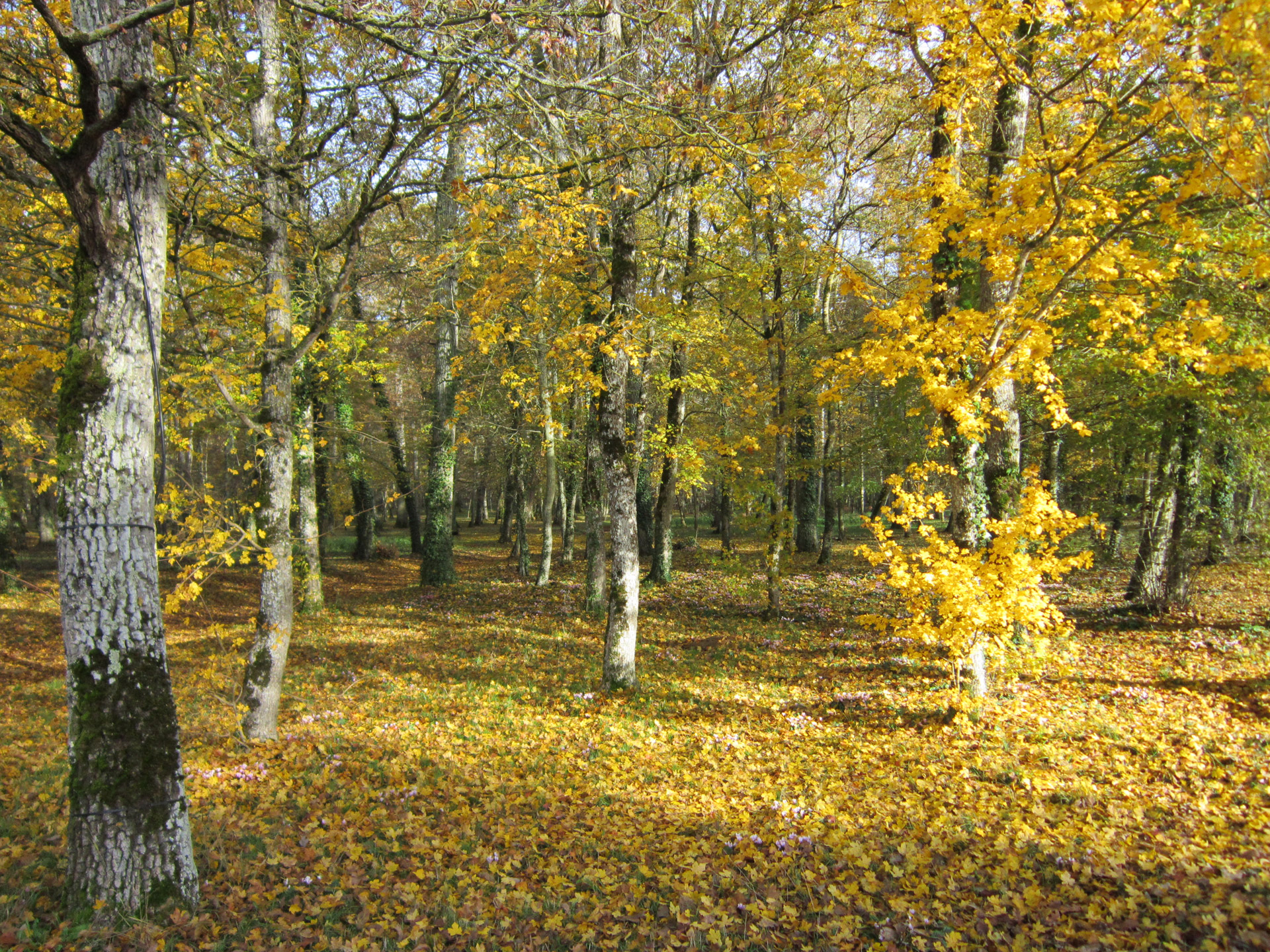 Pomidoras,  Miškas,  Žiema,  Pomiškis Žiemą, Nemokamos Nuotraukos,  Nemokama Licenzija