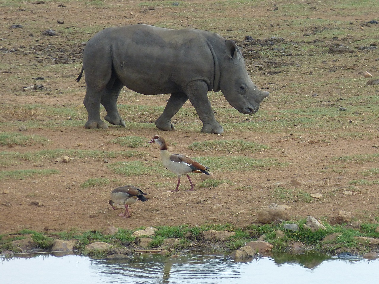 Pietų Afrika, Stepė, Savana, Dykuma, Laukinė Gamta, Gyvūnų Pasaulis, Safari, Vandens Skylė, Laistymo Anga, Rhino