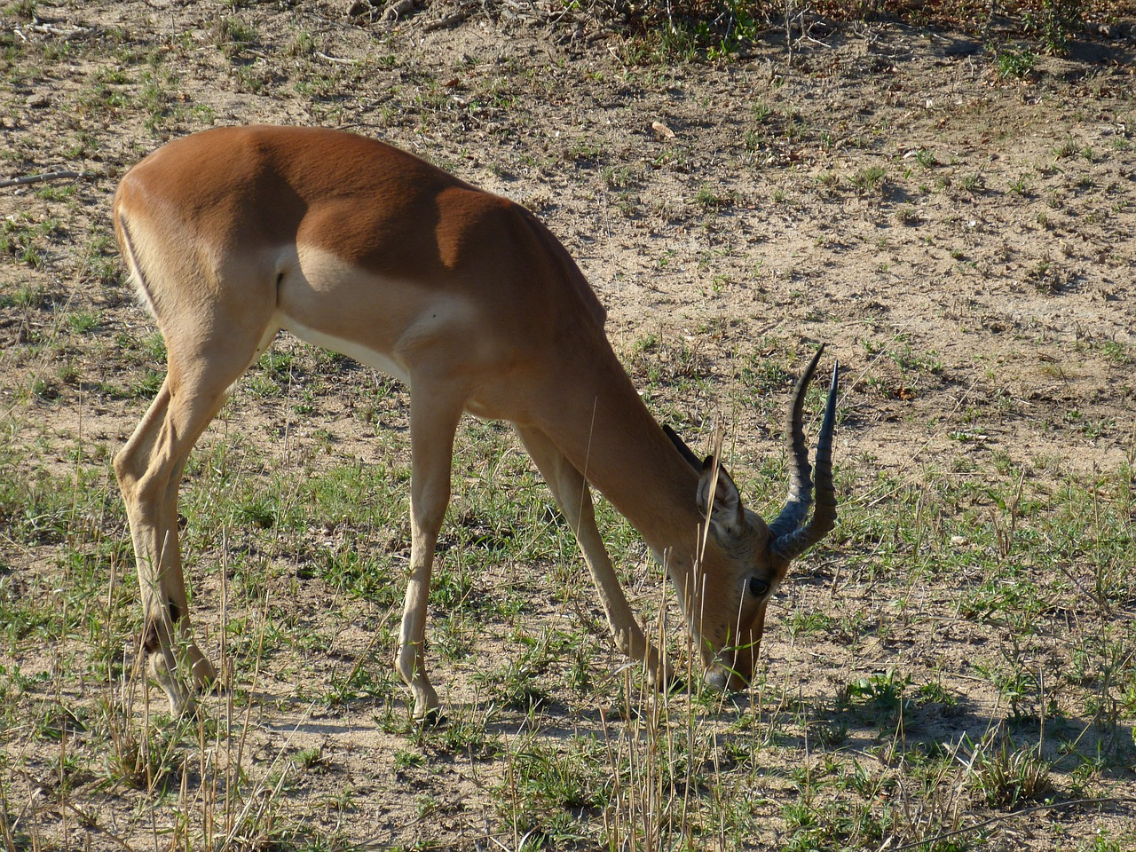 Pietų Afrika, Gazelė, Antilopė, Stepė, Savana, Dykuma, Laukinė Gamta, Gyvūnų Pasaulis, Safari, Laukinis Gyvūnas