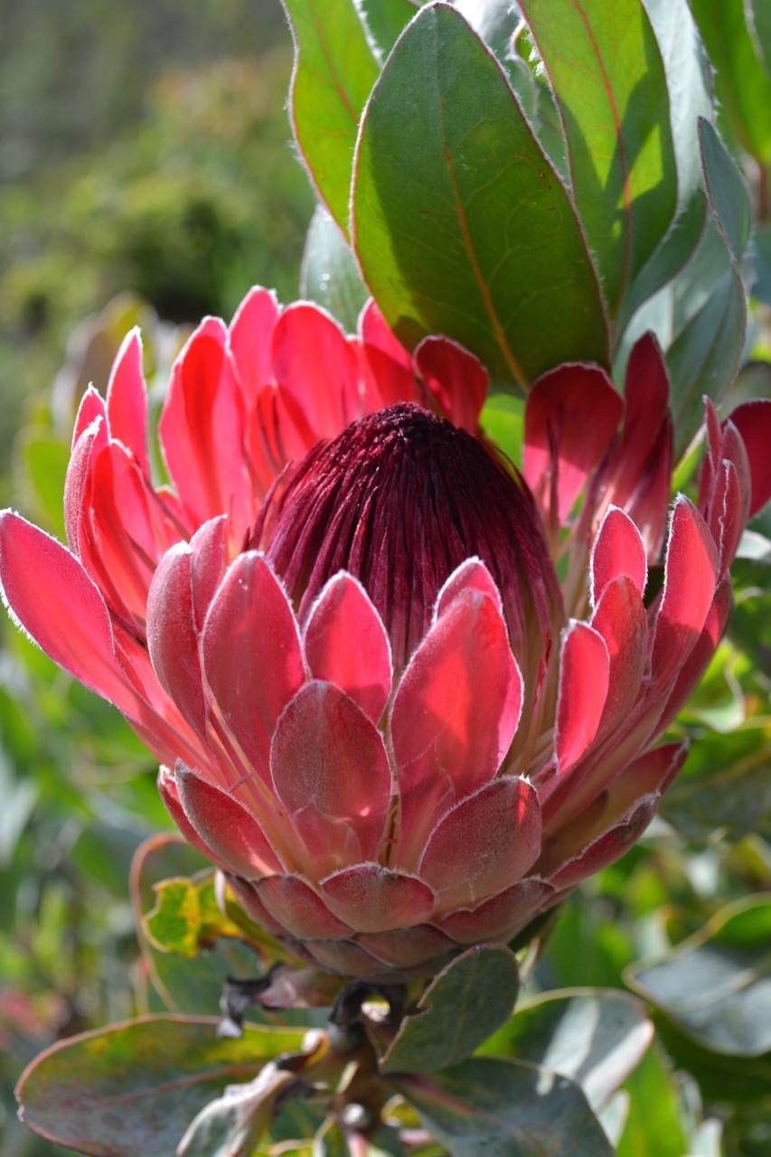 Pietų Afrika, Botanikos Sodo Kapinės, Gėlė, Uždaryti, Protea, Nemokamos Nuotraukos,  Nemokama Licenzija
