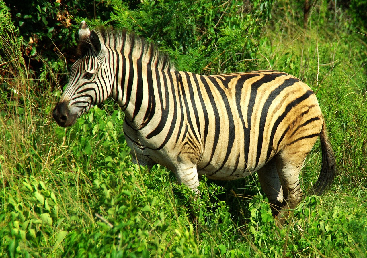 Pietų Afrika, Kruger Parkas, Zebra, Laukiniai, Safari, Nemokamos Nuotraukos,  Nemokama Licenzija