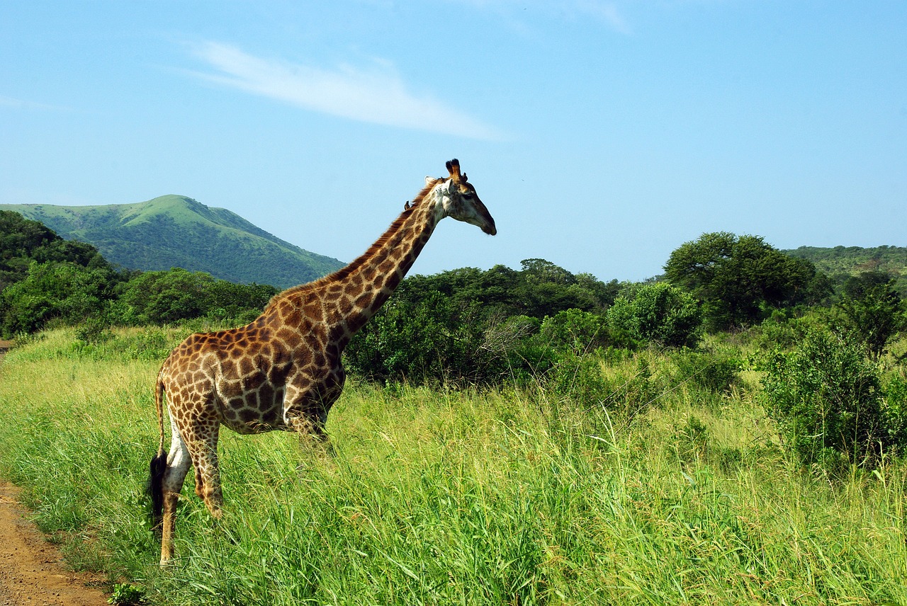 Pietų Afrika, Kruger Parkas, Žirafa, Savana, Laukiniai, Nemokamos Nuotraukos,  Nemokama Licenzija