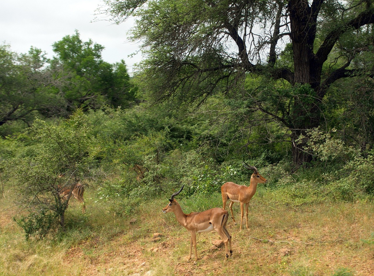 Pietų Afrika, Nendrės, Kruger Parkas, Antilopės, Laukiniai, Safari, Nemokamos Nuotraukos,  Nemokama Licenzija