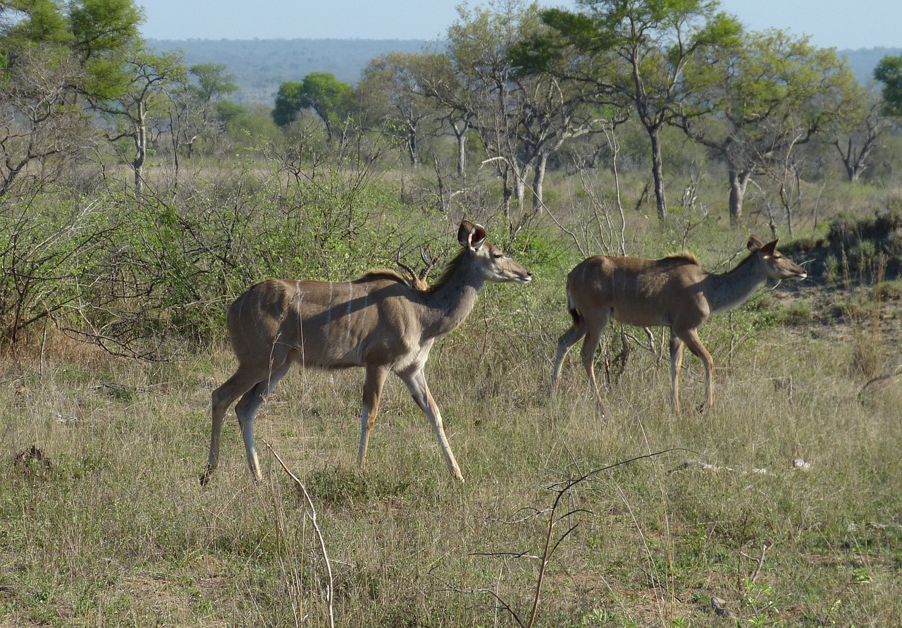 Kudu, Pietų Afrika, Safari, Turizmas, Afrika, Dykuma, Gamta, Nacionalinis Parkas, Gamtos Rezervatas, Kruger Nacionalinis Parkas
