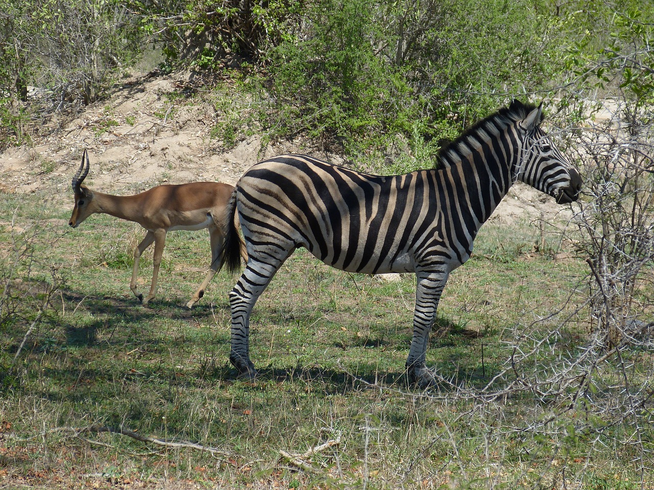 Pietų Afrika, Safari, Turizmas, Afrika, Dykuma, Gamta, Nacionalinis Parkas, Gamtos Rezervatas, Kruger Nacionalinis Parkas, Stepė