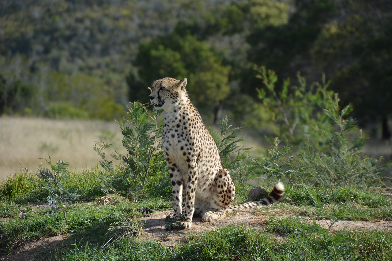 Pietų Afrika, Nacionalinis Parkas, Katė, Nemokamos Nuotraukos,  Nemokama Licenzija