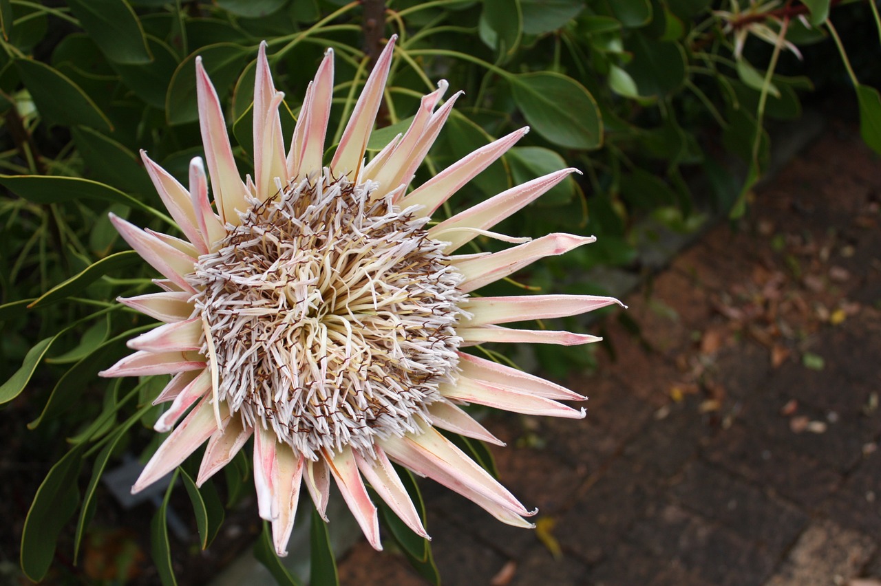 Pietų Afrika, Kirstenbosch, Gėlė, Cape Town, Botanikos Sodas, Karaliaus Proteas, Nacionalinė Gėlė, Protea, Nemokamos Nuotraukos,  Nemokama Licenzija