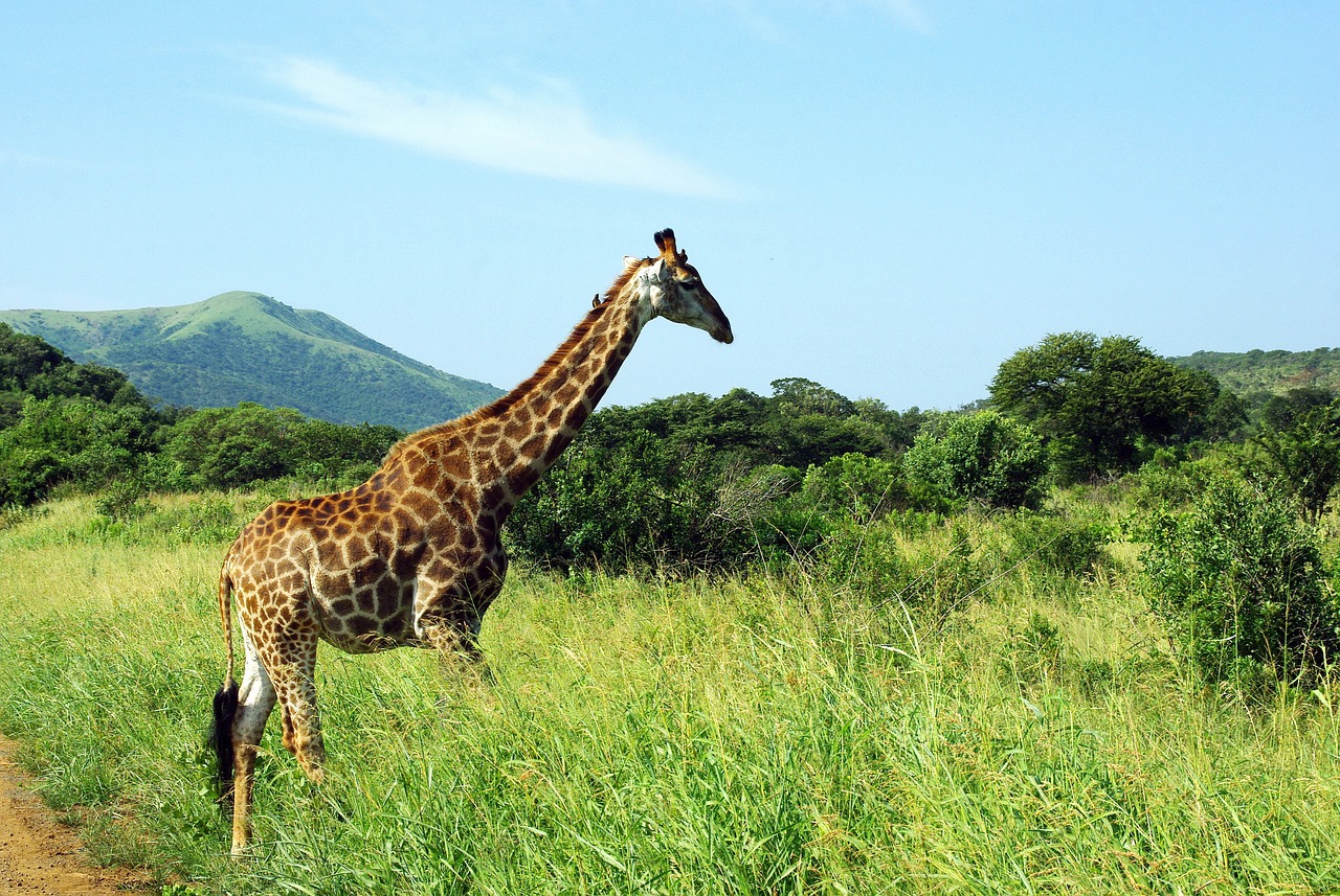 Pietų Afrika, Žirafa, Parkas, Turiu, Savana, Fauna, Safari, Nemokamos Nuotraukos,  Nemokama Licenzija