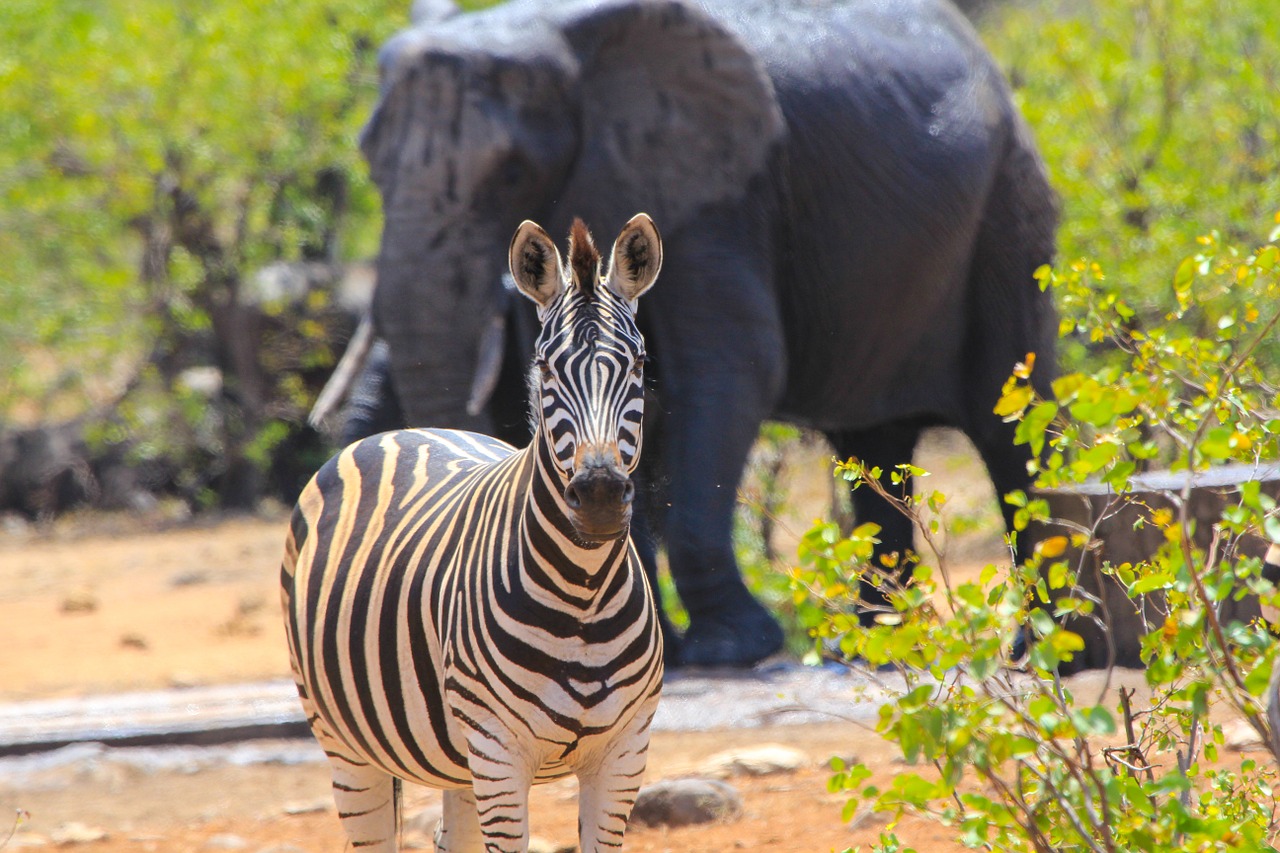 Pietų Afrika, Zebra, Dramblys, Safari, Laukiniai, Laukinė Gamta, Kruger Parkas, Drambliai, Juostelės, Zebra Juostelės