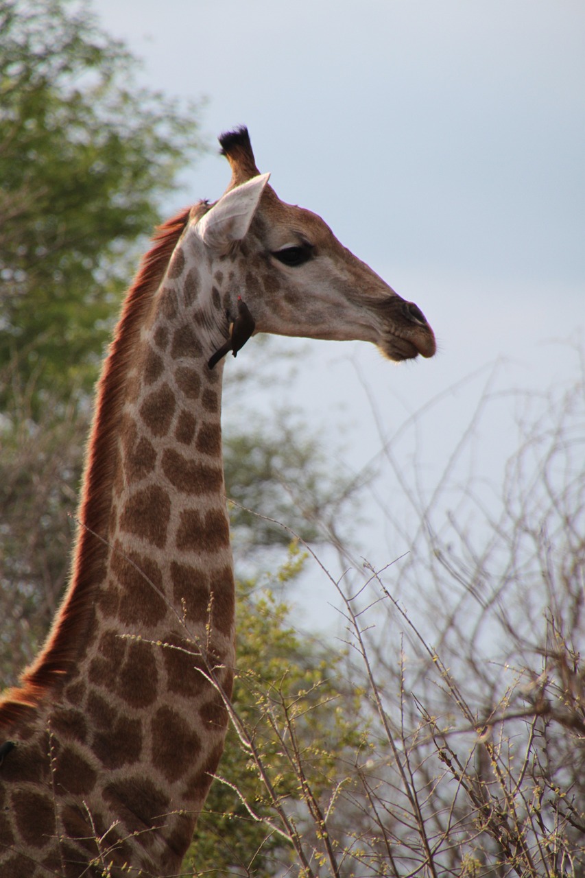 Pietų Afrika, Gyvūnai, Gamta, Laukinė Gamta, Safari, Gyvūnas, Žirafa, Dykuma, Nemokamos Nuotraukos,  Nemokama Licenzija