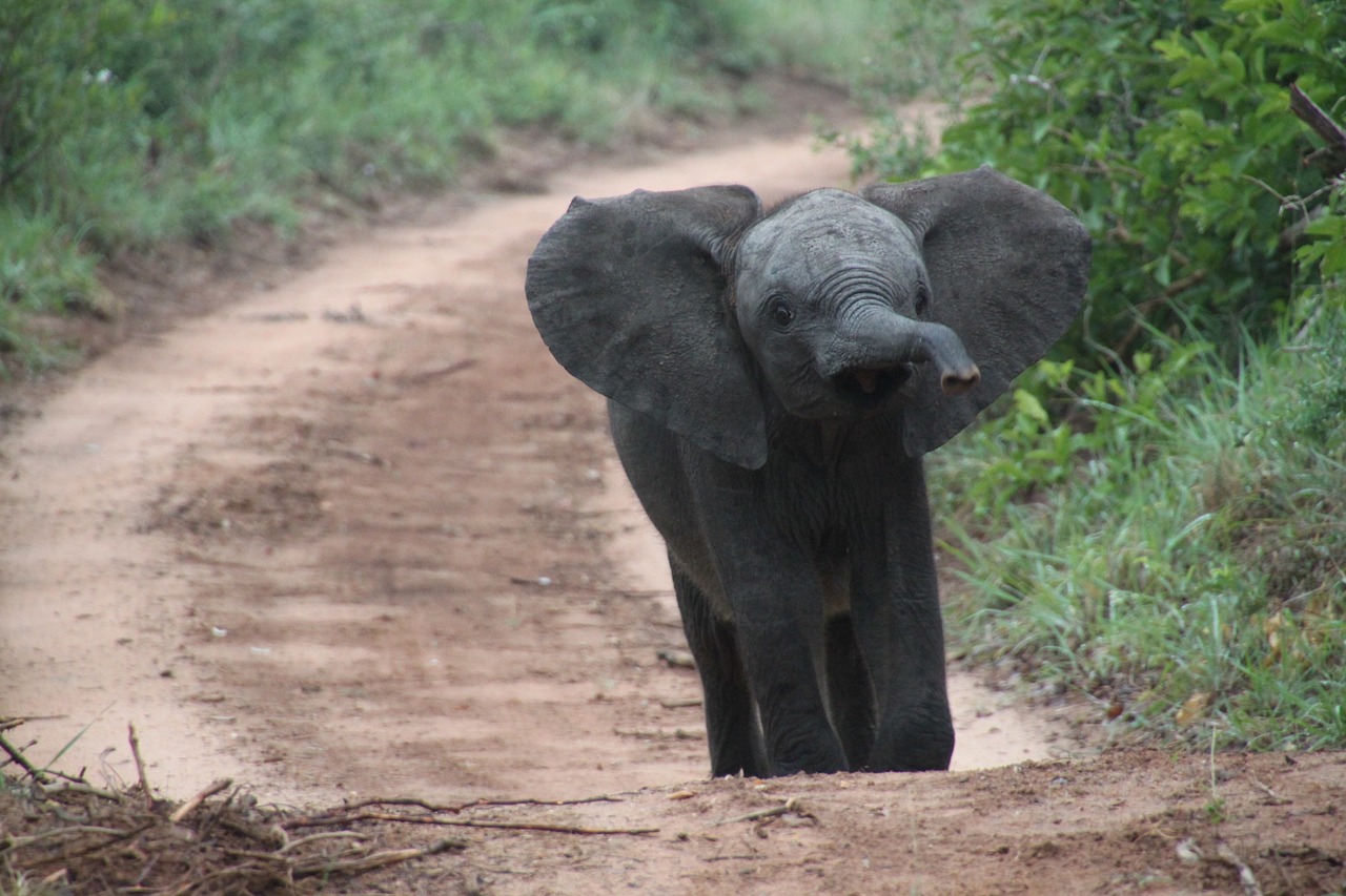 Pietų Afrika, Gyvūnai, Gamta, Laukinė Gamta, Afrikos Dramblys, Drambliai, Safari, Kūdikio Dramblys, Nemokamos Nuotraukos,  Nemokama Licenzija