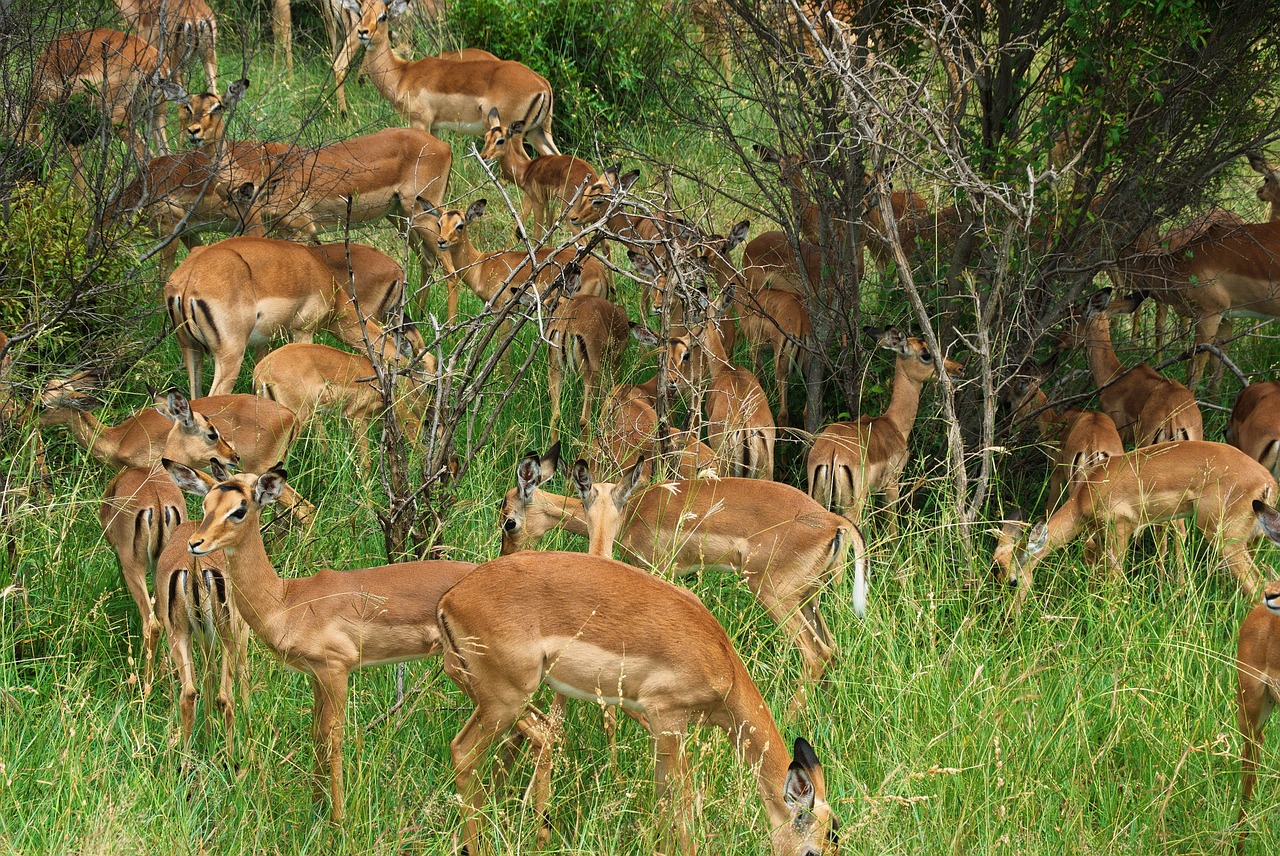 Pietų Afrika, Parkas, Kruger, Nendrės, Antilopės, Bandas, Laukiniai, Savana, Safari, Fauna