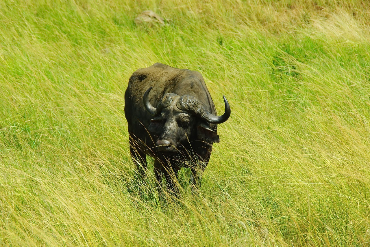 Pietų Afrika, Parkas, Kruger, Buivolai, Patibulaire, Savana, Laukiniai, Kruger Parkas, Kraštovaizdis, Nemokamos Nuotraukos